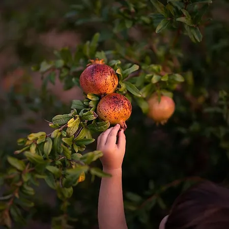 Manfio's Farma Ruffano